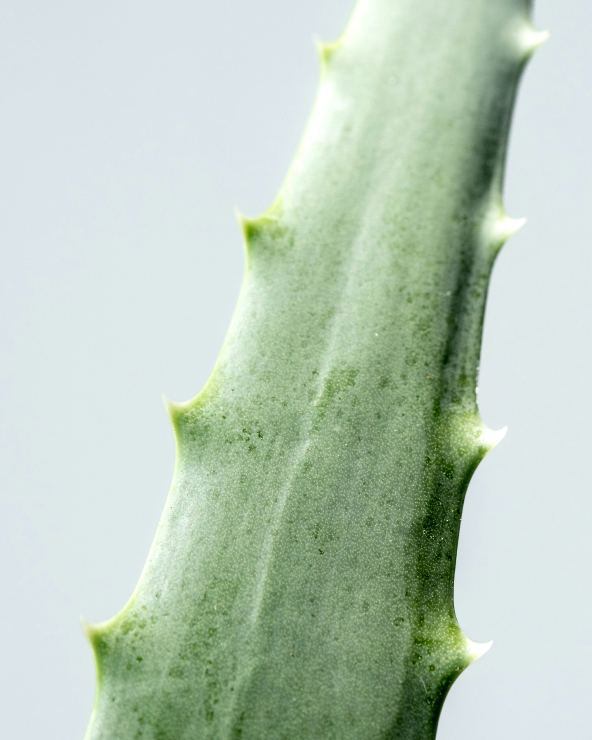 aloe vera list