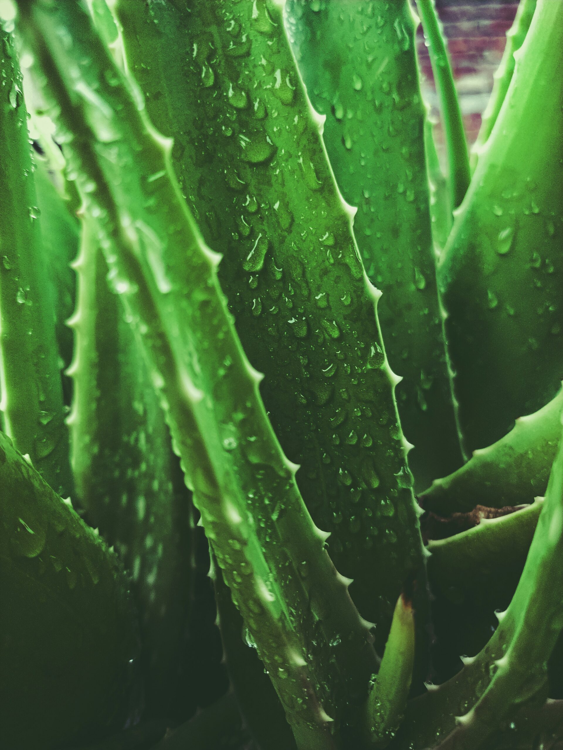 aloe vera sa rosom na njoj