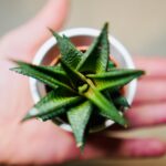 aloe vera u saksiji