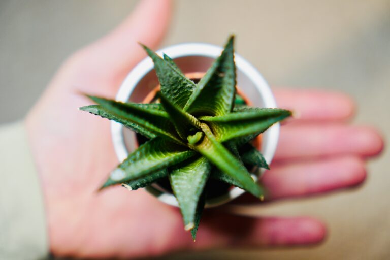 aloe vera u saksiji