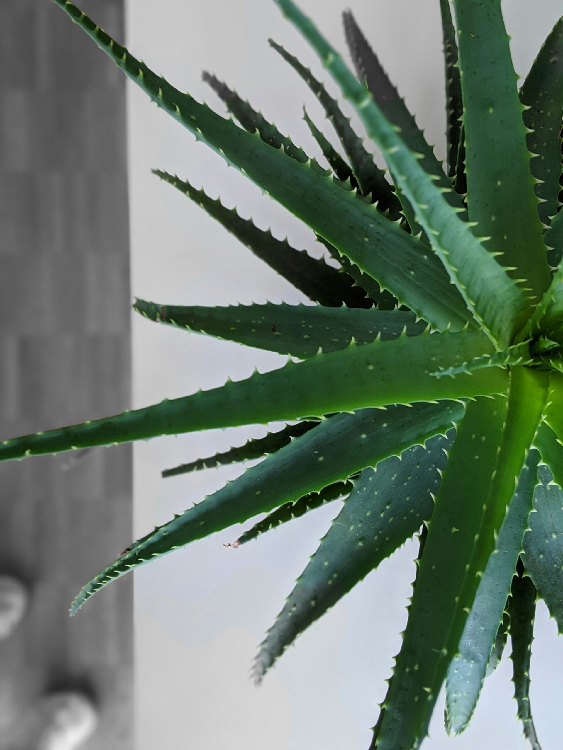 Aloe vera cvet