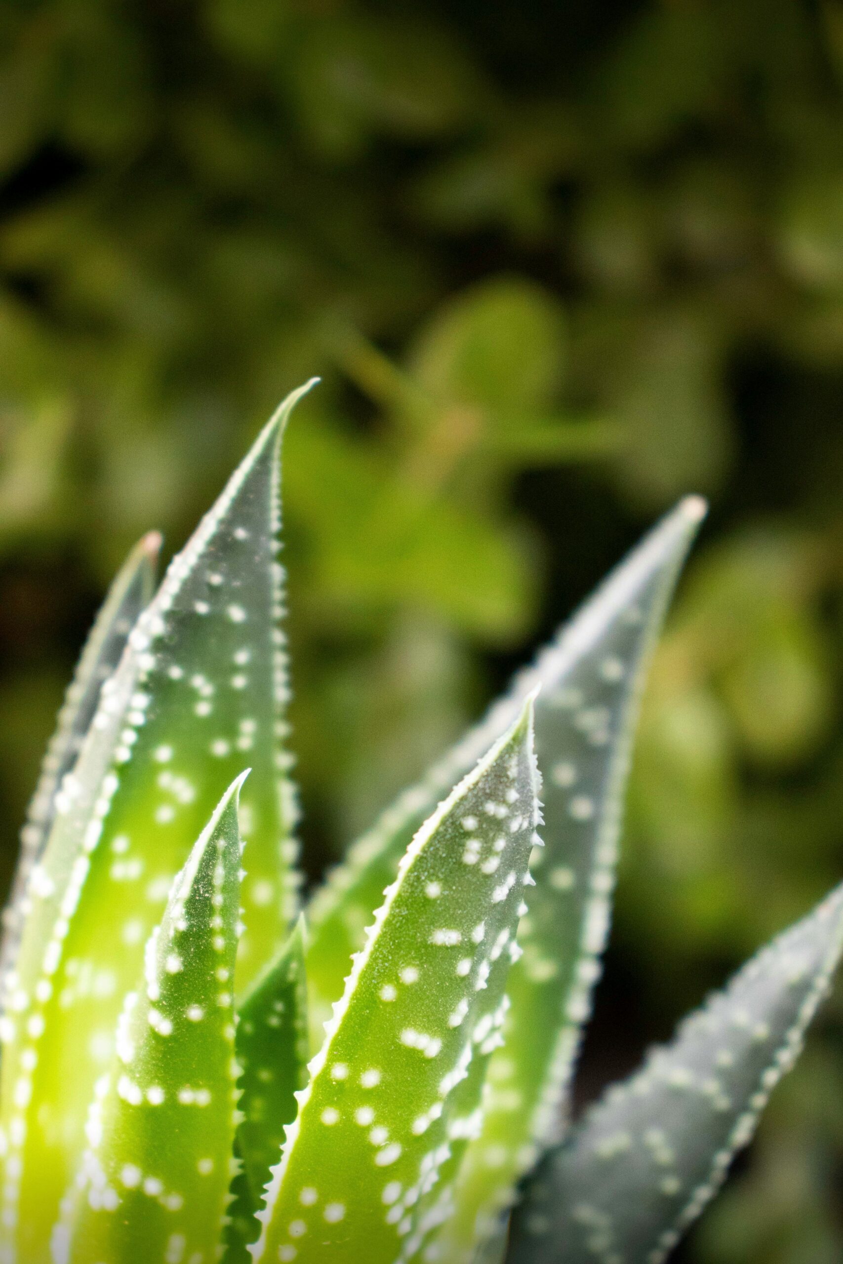 aloe vera u prirodi