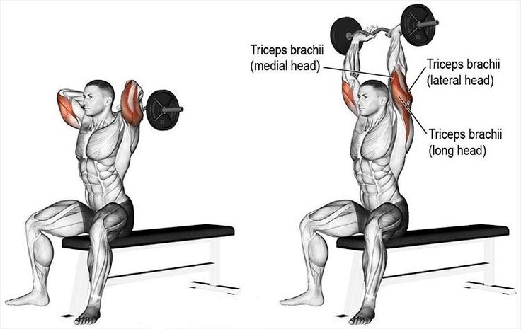 Aktivacija mišića prilikom izvođenja vežbe "Overhead triceps extension"