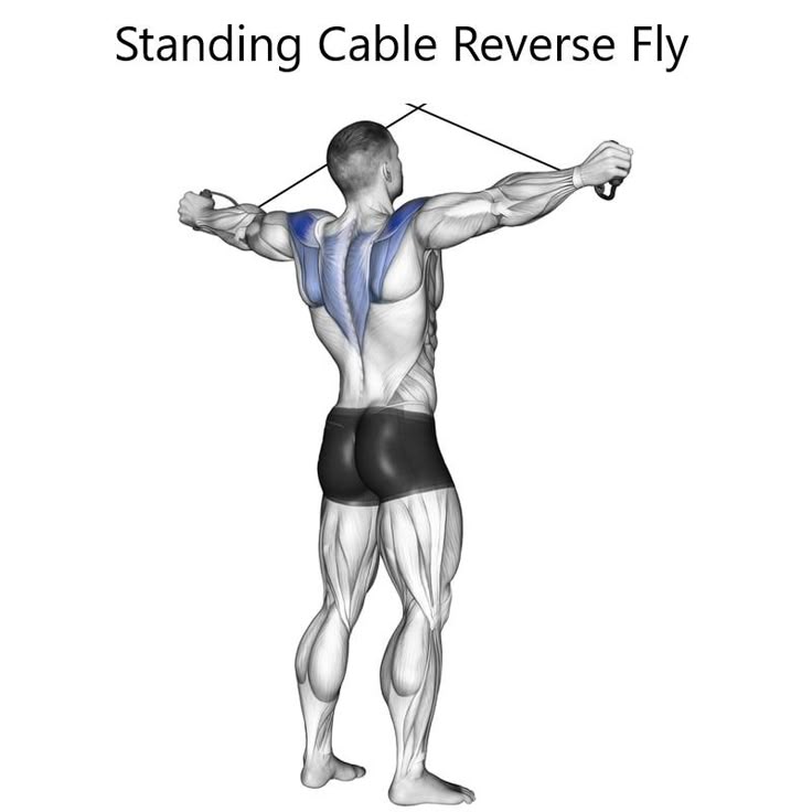 Standing Cable Reverse Fly