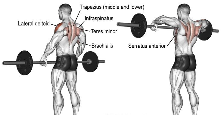 Misici koji se aktiviraju pri izvodjenju vezbe "Upright row"