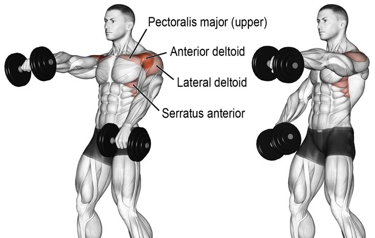 Misici koji se aktiviranju pri izvodjenju "Front Raises" vezbe