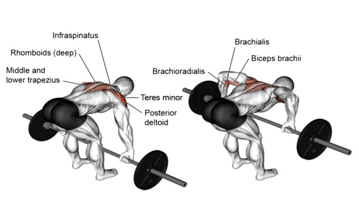 Aktivacija mišića pri izvođenju vežbe "Rear delt row" sa šipkom