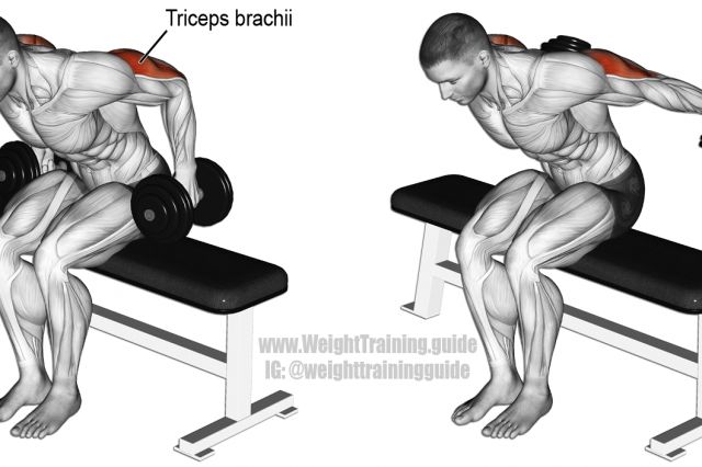 Koji se mišić aktivira prilikom izvođenja vežbe "Dumbbell Kickbacks"