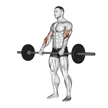 Izvođenje vežbe "Reverse Grip Barbell Curl"