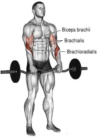 Koje mišiće pogađa vežba "Reverse Grip Barbell Curl"