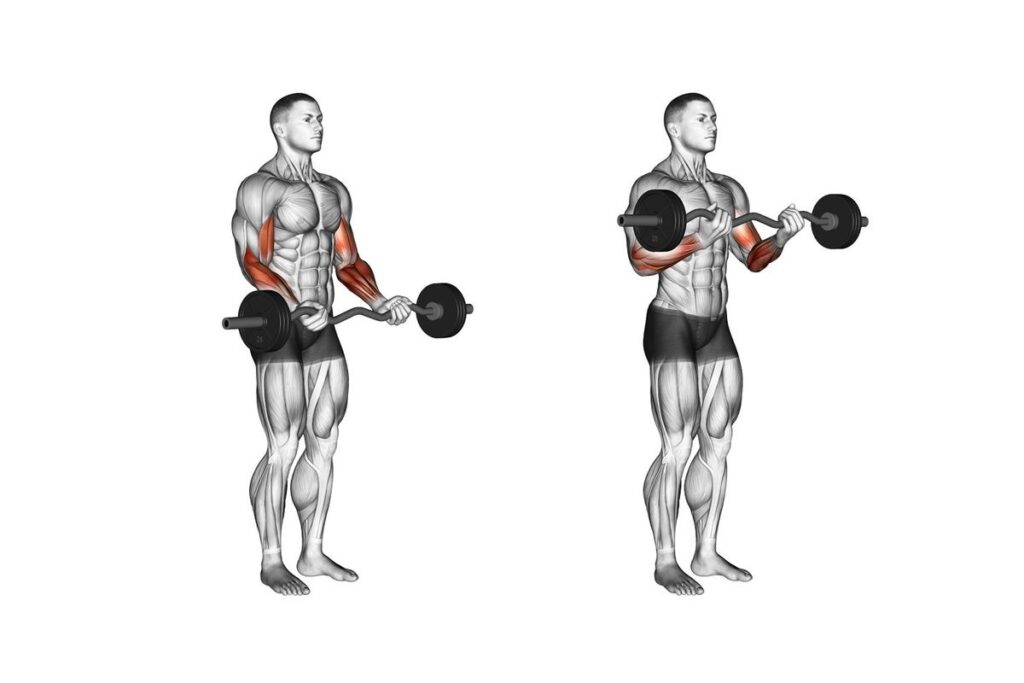 Izvođenje vežbe Standing Barbell Curl